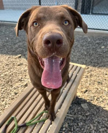 An adult large-sized male Mixed Breed dog named Cinnamon Crunch for adoption in Atlanta, GA