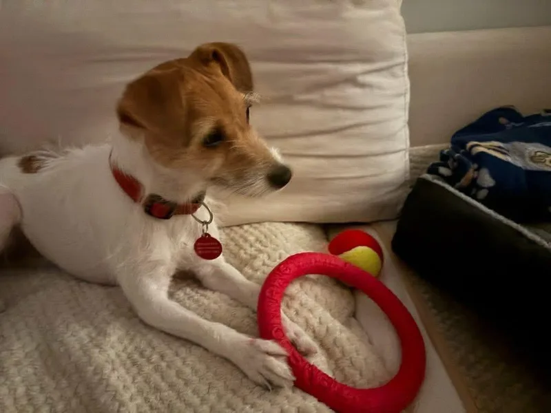 A young small-sized female Jack Russell Terrier dog named Birdie for adoption in Encino, CA