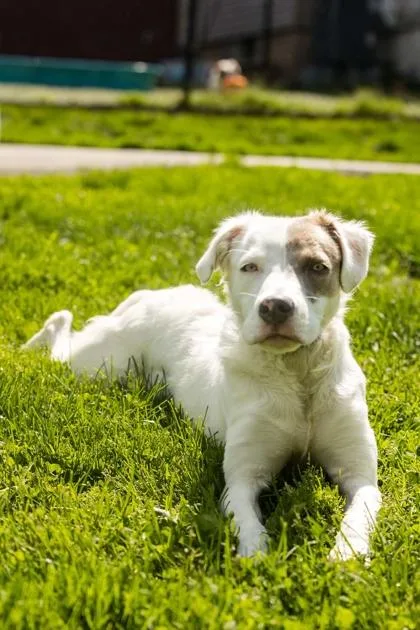 A baby medium-sized female Mixed Breed dog named Riley for adoption in West Chester, PA