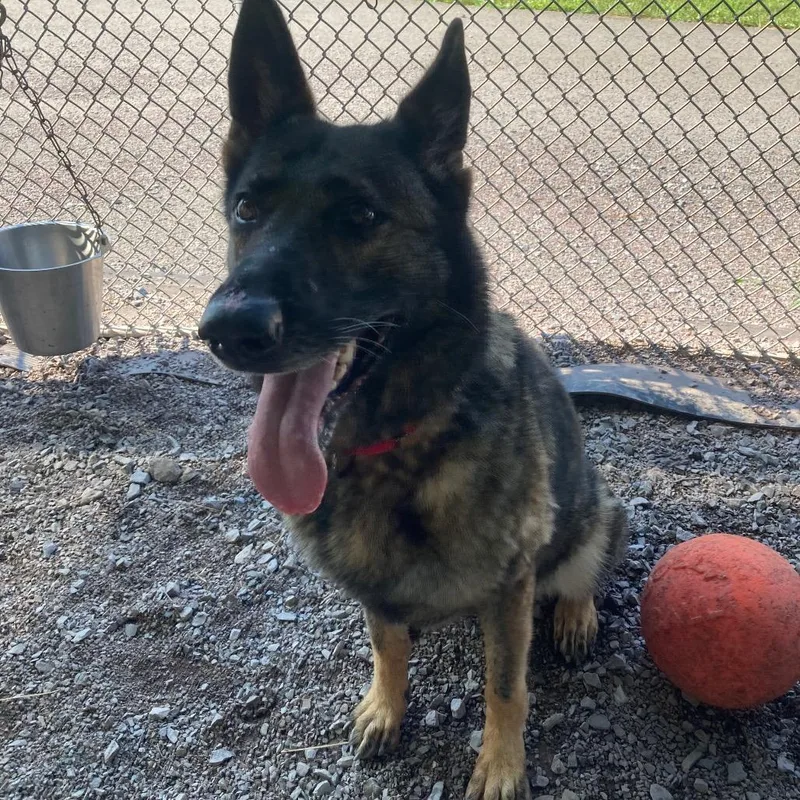 An adult large-sized female Sable German Shepherd Dog dog named Bookah for adoption in New Ringgold, PA