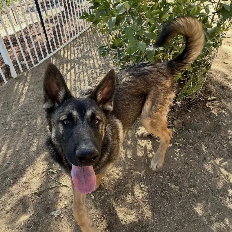 A young large-sized male Brown / Chocolate Mixed Breed dog named Jojo for adoption in Hemet, CA