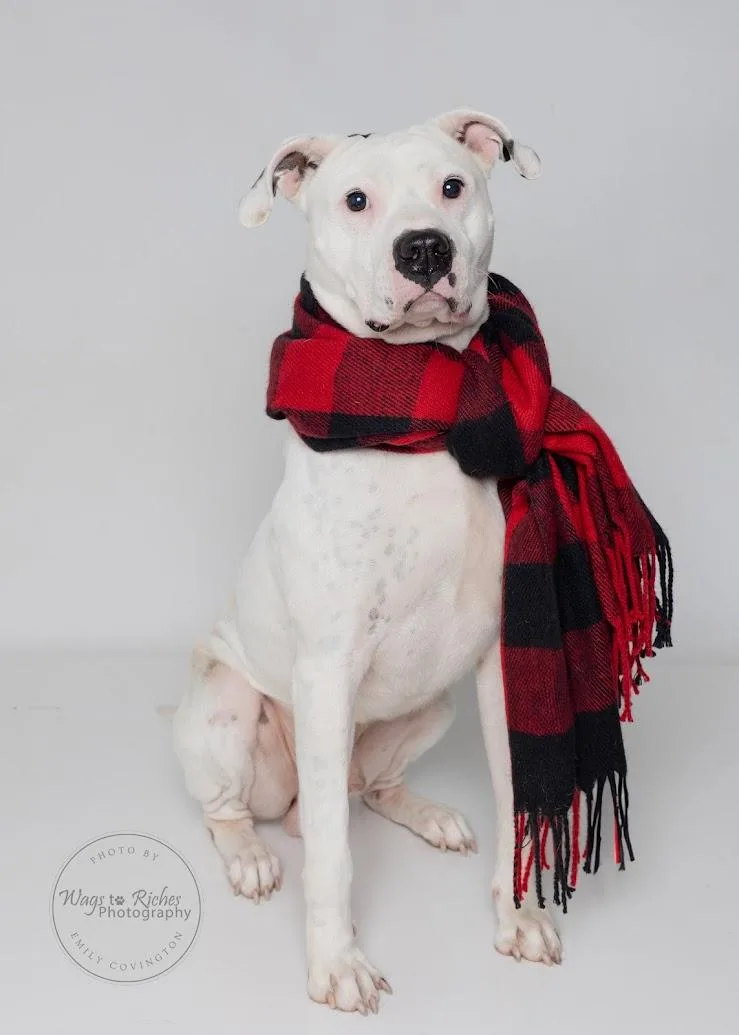 An adult medium-sized male White / Cream American Bulldog dog named Emmett for adoption in Tuscaloosa, AL
