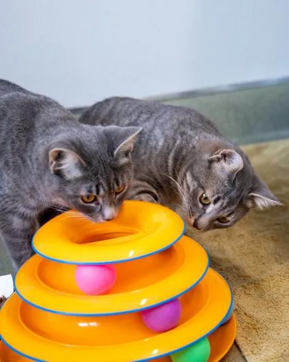 An adult small-sized female Domestic Short Hair cat named Kristen for adoption in West Seneca, NY