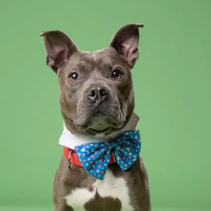 An adult medium-sized male Mixed Breed dog named Happee for adoption in Atlanta, GA