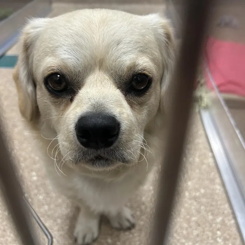 A young small-sized male Mixed Breed dog named Bennet for adoption in Sonoma, CA
