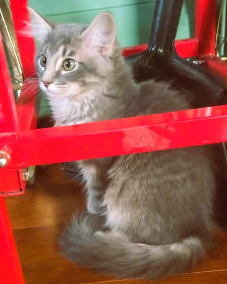 A baby medium-sized male Tabby (Gray / Blue / Silver) Maine Coon cat named Boulder for adoption in Paris, KY