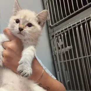 A baby medium-sized female Flame Point Domestic Short Hair cat named Ivory for adoption in Circleville, OH