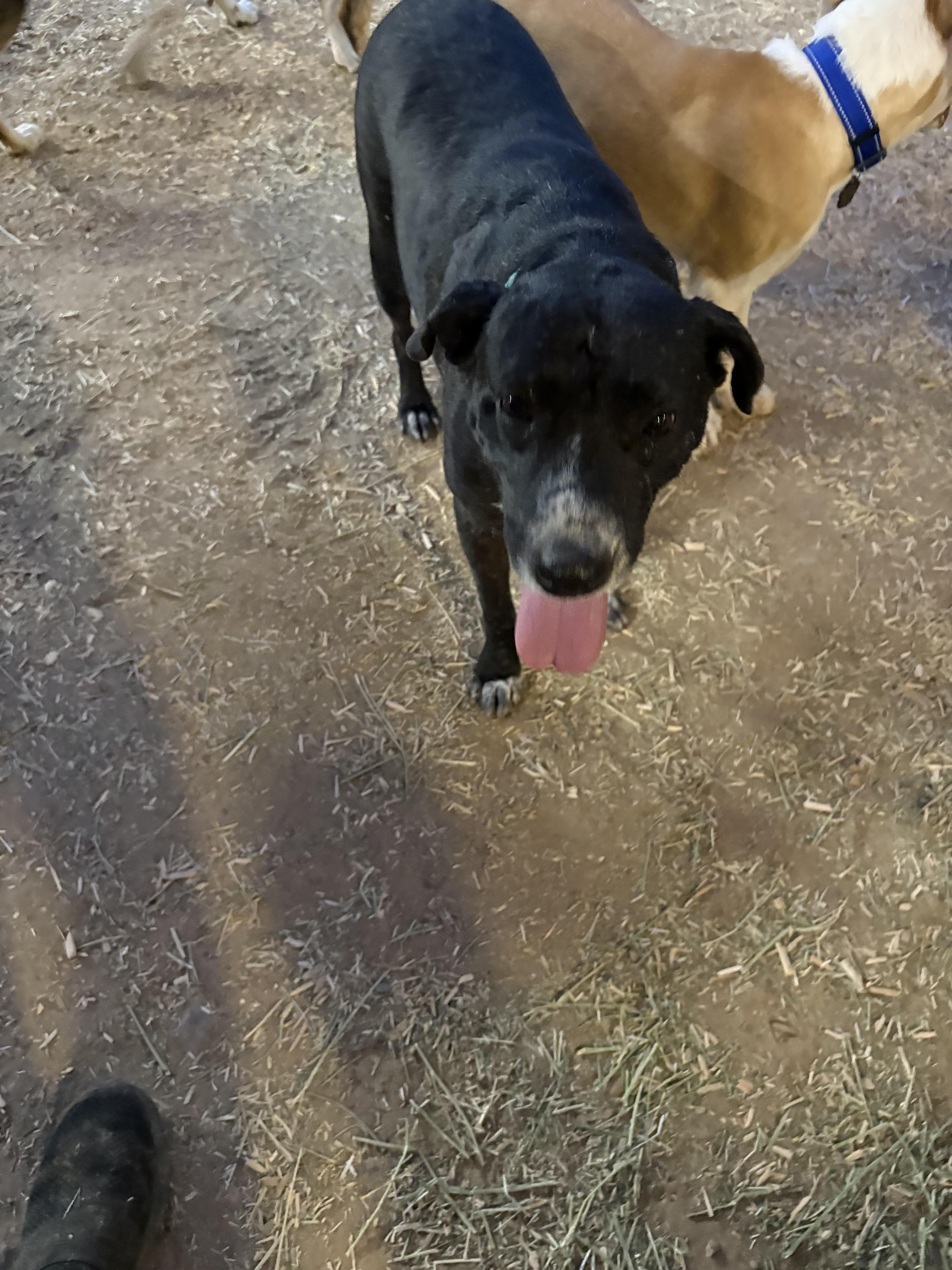 An adult large-sized male Labrador Retriever dog named Lenny for adoption in Tucson, AZ