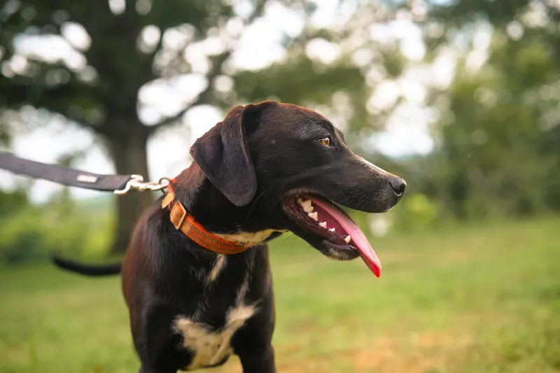 A young medium-sized male Border Collie dog named Jim  Transport for adoption in Gradyville, KY
