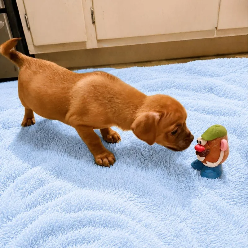A baby small-sized male Pug dog named Tanner for adoption in Hillsborough , NC