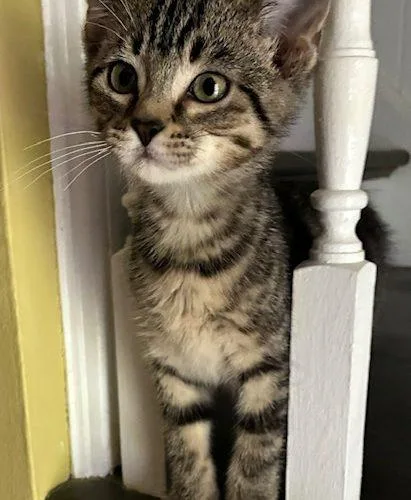 A baby small-sized male Tabby (Brown / Chocolate) Domestic Short Hair cat named Elliott for adoption in Kenosha, WI
