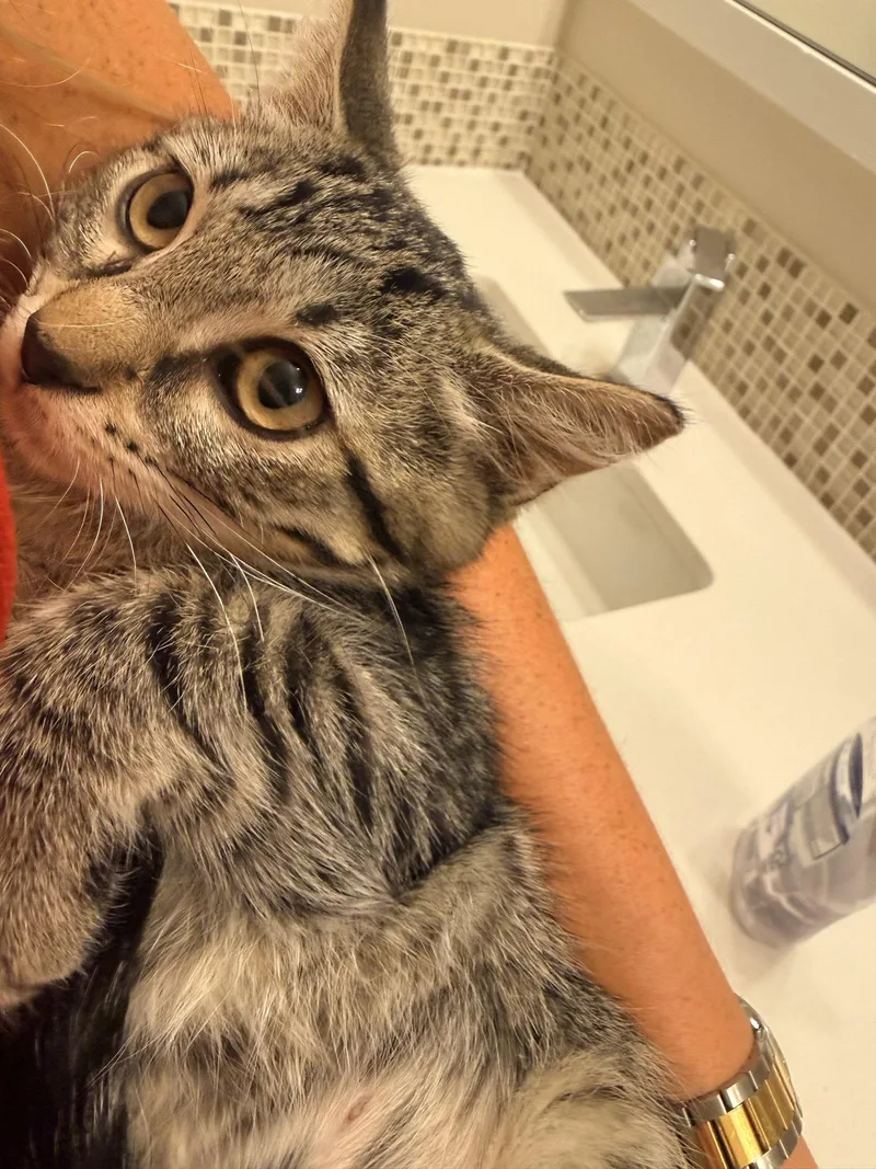 A young medium-sized female Domestic Short Hair cat named Mabelita for adoption in Aurora, CO