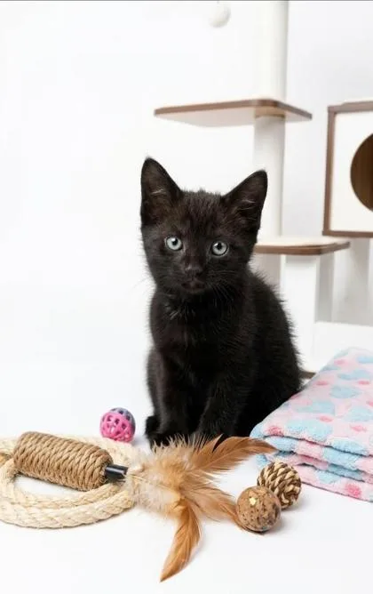 A baby small-sized male Domestic Short Hair cat named Berry for adoption in Cumming, GA