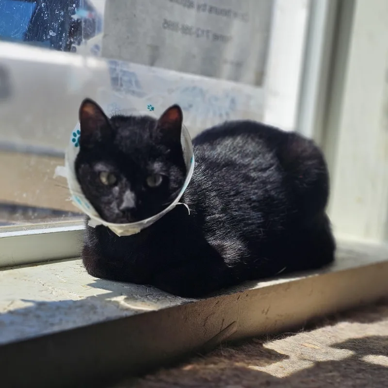A young medium-sized female Black & White / Tuxedo Domestic Short Hair cat named Lucky for adoption in Denison, IA