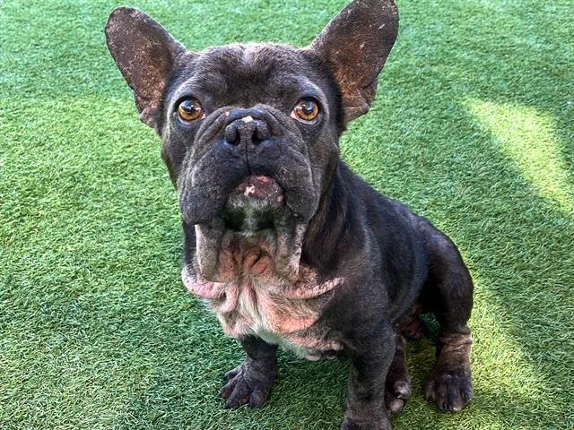 An adult medium-sized male French Bulldog dog named Matt for adoption in Tustin, CA