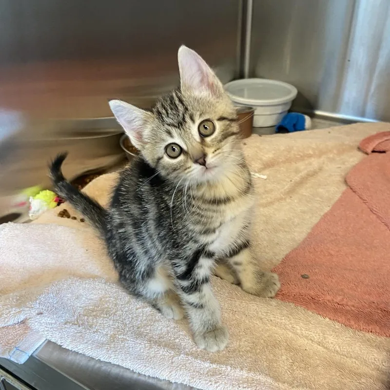 A baby small-sized female Brown / Chocolate Domestic Short Hair cat named Lettuce for adoption in Washington Township, OH