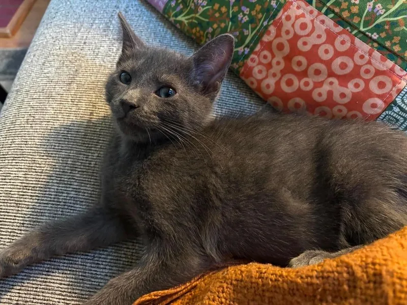 A baby small-sized male Domestic Short Hair cat named Finn for adoption in Chicago, IL