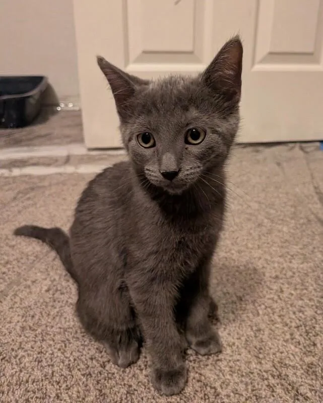 A baby small-sized female Gray & White Russian Blue cat named Avalanchestanley Cup Litter for adoption in Anthem, AZ