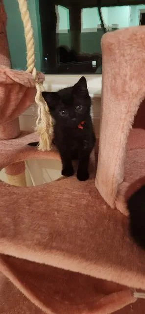 A baby small-sized female Domestic Short Hair cat named Kara for adoption in Charlotte, NC