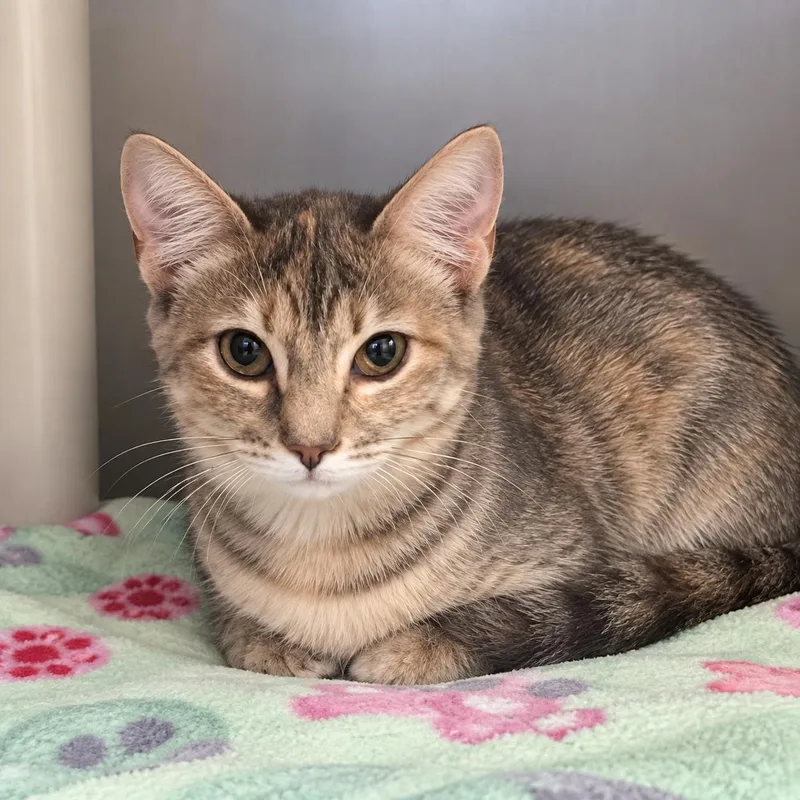 A young medium-sized female Domestic Short Hair cat named Khloe for adoption in Winfield, KS