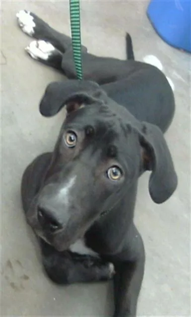 A young medium-sized female Mixed Breed dog named Star for adoption in Dallas, TX