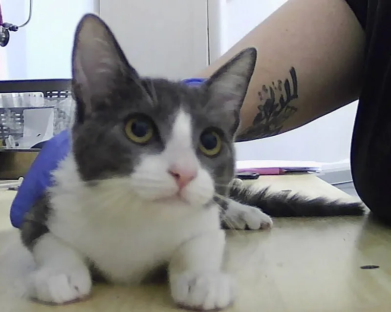 A baby small-sized female Gray & White Domestic Short Hair cat named Marlowe for adoption in Anoka, MN