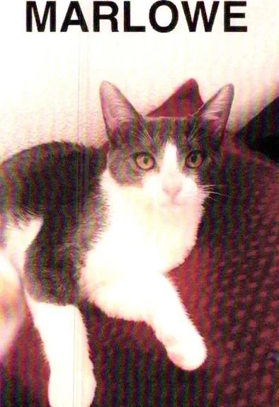 Marlowe thumbnail 2
