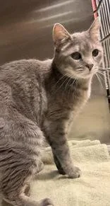 An adult medium-sized male Tabby (Gray / Blue / Silver) Domestic Short Hair cat named Squishy for adoption in Redmond, OR