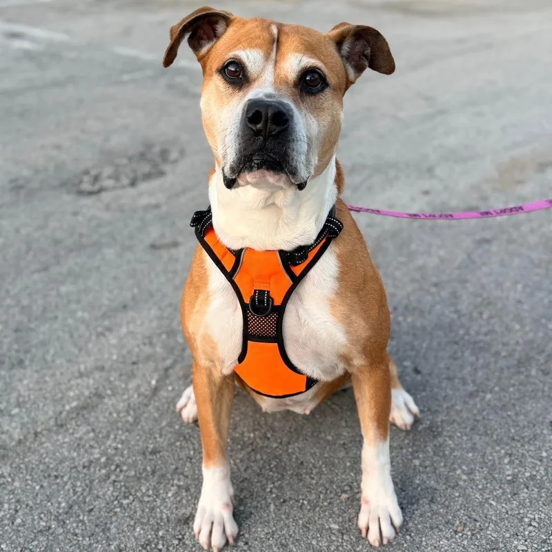 A senior large-sized female Boxer dog named Bailey for adoption in Miami, FL
