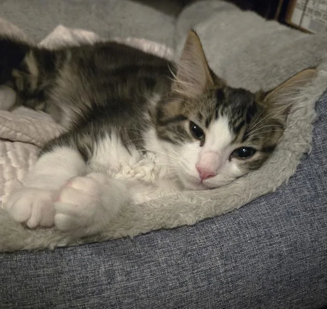 A baby small-sized male Domestic Short Hair cat named Little Bro for adoption in Sacramento, CA