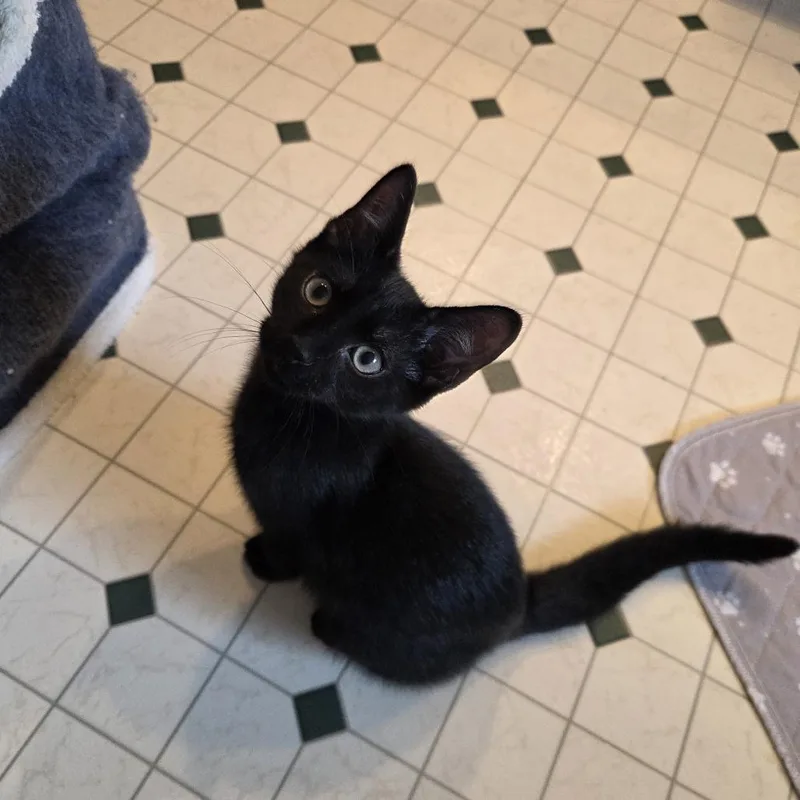 A baby small-sized male Black Domestic Short Hair cat named Sushi for adoption in Green Bay, WI