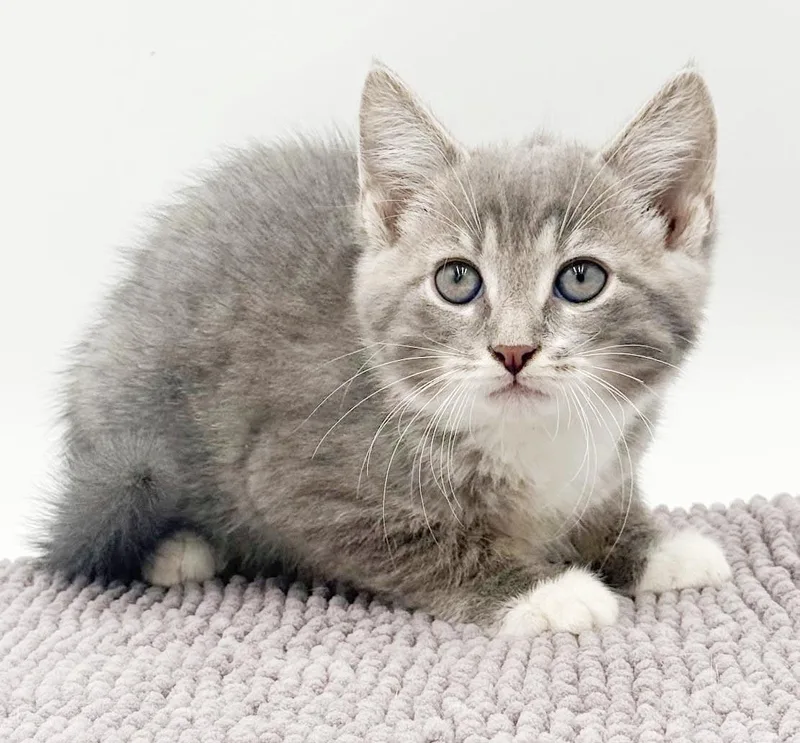 A baby small-sized male Gray & White Tabby cat named Dexter is a living for adoption in Bedford Hills, NY