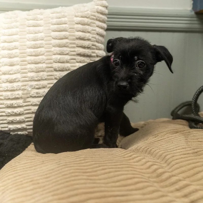 A baby small-sized female Terrier dog named Frisk for adoption in Pawling, NY