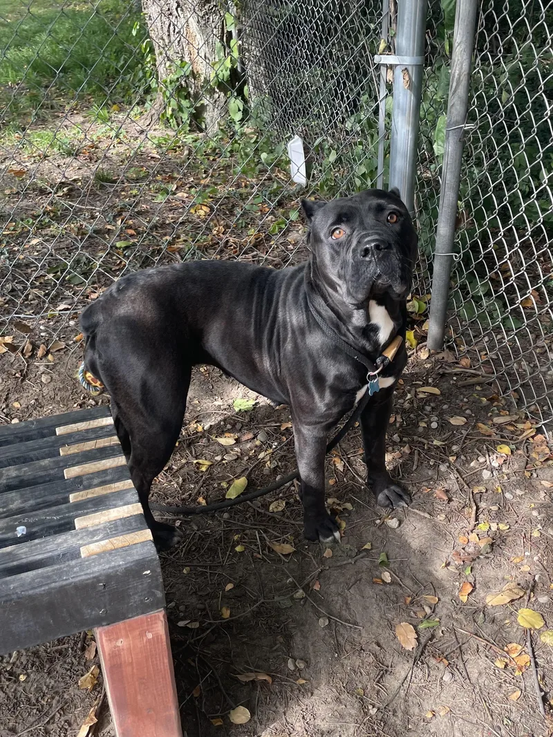 An adult large-sized female Black Mixed Breed dog named Magenta for adoption in Mishawaka, IN