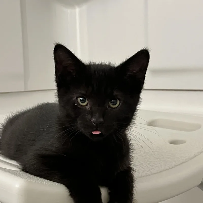 A young medium-sized female Black Domestic Short Hair cat named Tiptoe for adoption in Hudsonville, MI