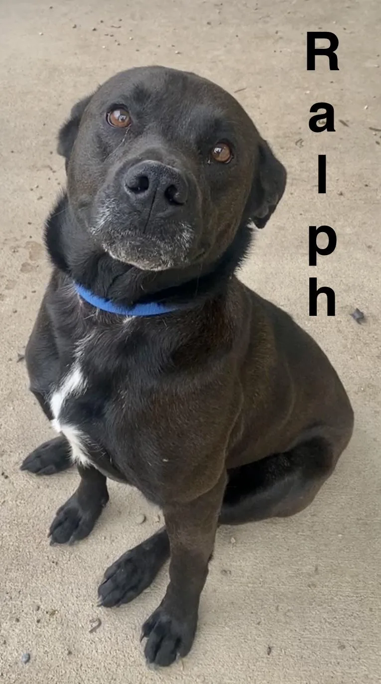 An adult large-sized male Bicolor Mixed Breed dog named Ralph for adoption in Pomeroy, OH
