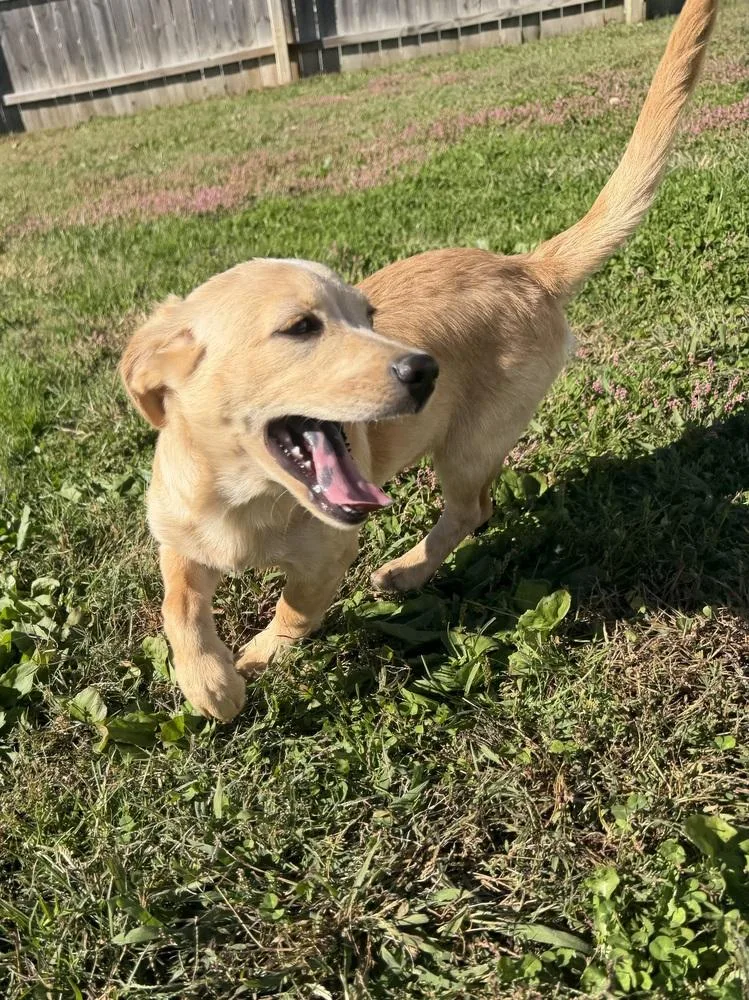 A baby medium-sized female Labrador Retriever dog named Hawaii : Hanalei for adoption in Aurora, IN