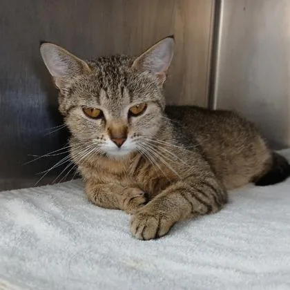 An adult medium-sized female Tabby (Brown / Chocolate) Domestic Short Hair cat named Tilly for adoption in Lansing, MI