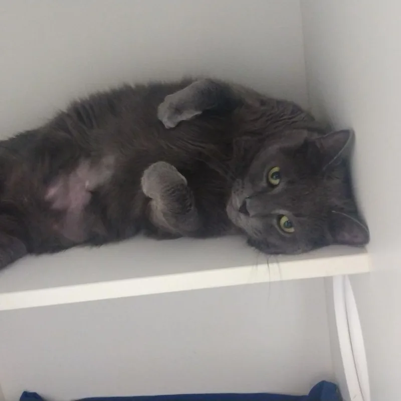 A senior extra large-sized male Gray / Blue / Silver Domestic Short Hair cat named Charm for adoption in Philadelphia, PA