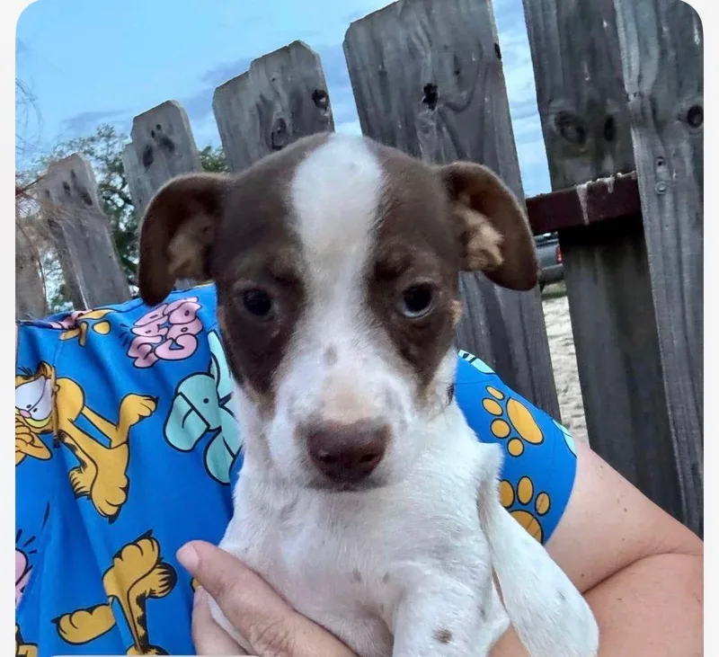 A baby small-sized male Chihuahua dog named The Parking Lot Profit for adoption in Armada, MI