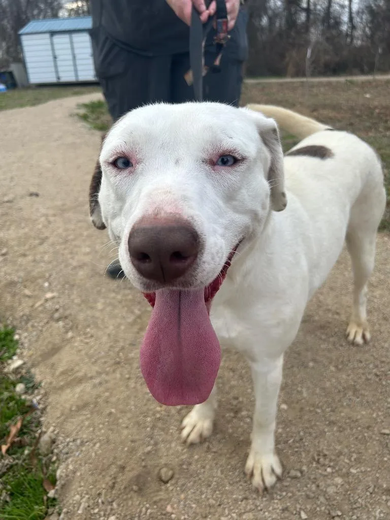 Blue Eyes thumbnail 2