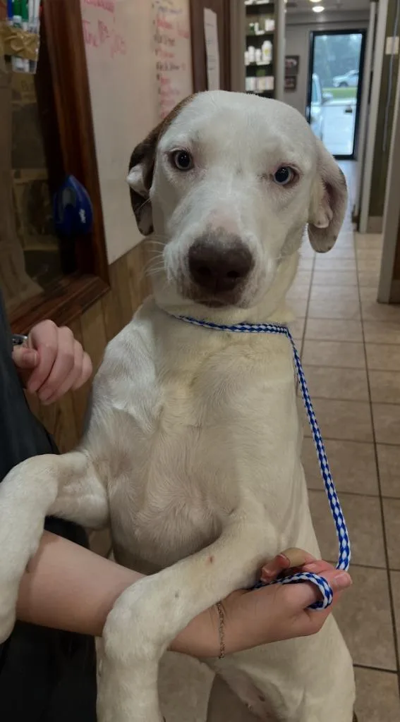 Blue Eyes thumbnail 3