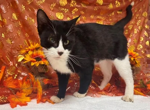 A senior small-sized male Domestic Short Hair cat named Carl for adoption in Fairfield, CA