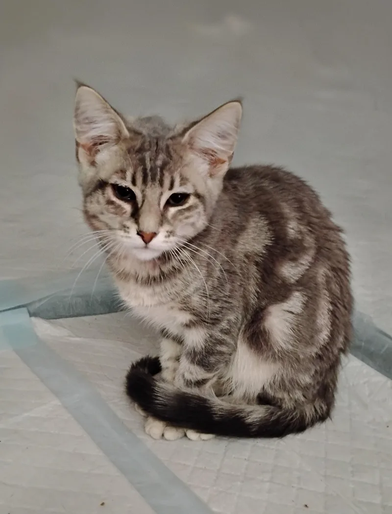 A baby medium-sized female Tabby (Gray / Blue / Silver) Domestic Short Hair cat named Ellie for adoption in Woodland, CA