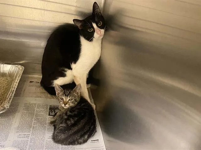 A baby small-sized female Domestic Short Hair cat named Milly for adoption in Tustin, CA