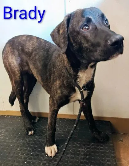 An adult large-sized male Hound dog named Brady for adoption in Kansas City, MO
