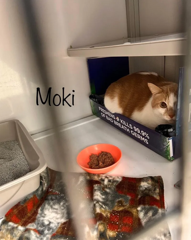Moki thumbnail 5