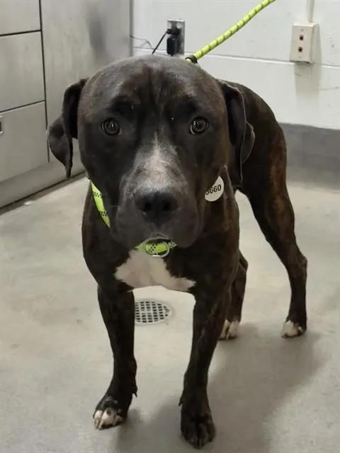 A young medium-sized male Pit Bull Terrier dog named Hainey for adoption in Upper Marlboro, MD