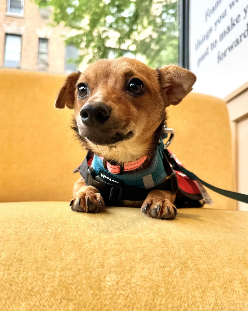 A baby small-sized female Brown / Chocolate Chihuahua dog named Natural Hot Springs for adoption in New York, NY