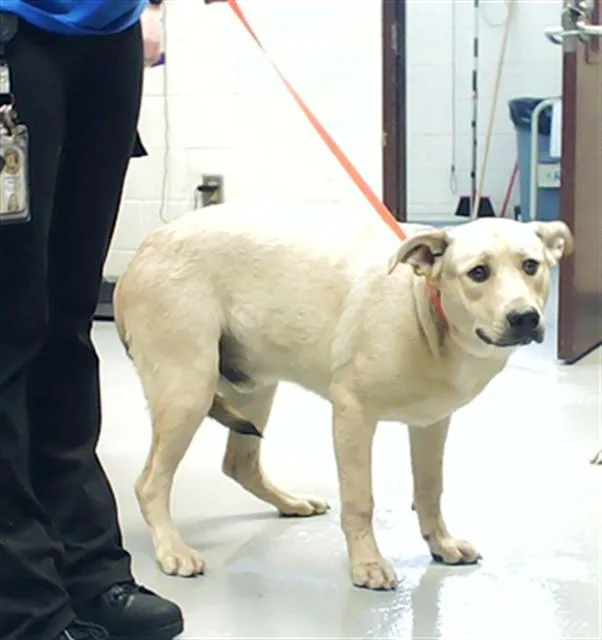 A young medium-sized male German Shepherd Dog dog named Romeo for adoption in Fayetteville, NC